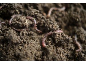 Solucanla milyonlar kazanıyor