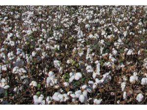 "Beyaz altın" tarlada alıcı buldu