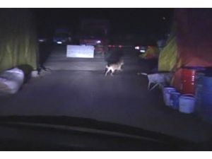 Kurban pazarına "kurt" indi