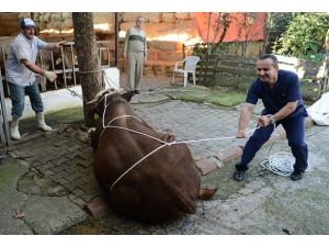 Boğaları dize getiren yatırma tekniği: Rueff