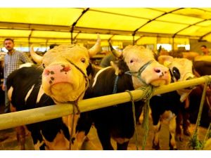 Kurbanlıklar elektrik akımına kapıldı