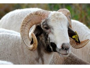 Kurban derilerinin yüzde 40'ı çöpe gidiyor