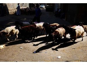 Kurban atıklarındaki kistlere dikkat