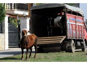Kurban yakalama timleri iş başında