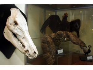 Anadolu'nun biyolojik zenginliğini anlatan müze