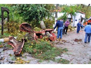 Ortaca ve Urla'da hortum zarara neden oldu