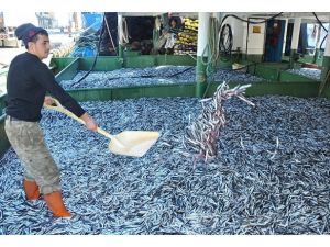 Tekneler hamsi doldu, fiyatı 2 lira oldu