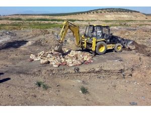Hatay'da 2 ton bufalo eti ele geçirildi