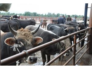 Kurbanlıklara 5,5 milyar lira harcandı