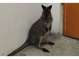 Sınırda canlı hayvan operasyonu