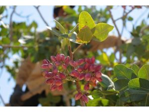 Fıstık toplayan vatandaşlara teröristlerden tehdit