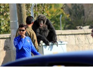 Şempanze hayvanat bahçesinden kaçınca