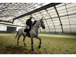 Ordu için topçu beygiri, mekkare katırı alınacak