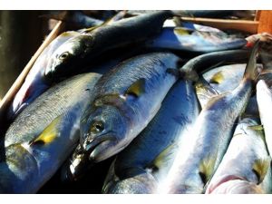 Palamut gitti çinakop ile lüfer geldi