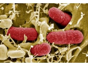 Suudi Arabistan'da corona virüsü yayılıyor