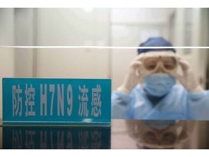 H7N9 virüsüne karşı aşı geliştirildi