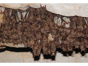 SARS'ın kaynağı yarasalar