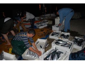 Karadenizli balıkçılara palamut sürprizi