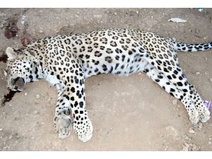 Diyarbakır'da leopar saldırısı