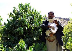 Kahve yeniden Yemenden gelecek