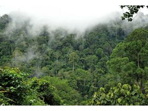 Amazon ormanları küçülüyor