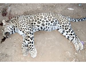 Öldürülen "leopar" İran Parsı çıktı
