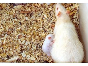 Johannesburg'u sıçanlar bastı