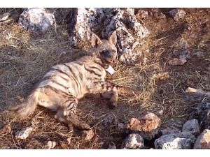 Çizgili sırtlanlar GPS ile izlenmeye başlandı