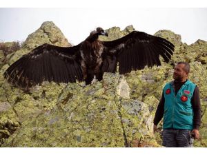 Kara akbaba özgürlüğe kanat çırptı