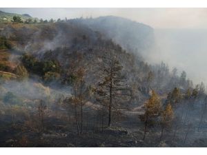 Suriye'deki iç savaş Türkiye'nin ormanlarını da yaktı