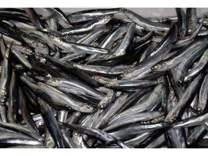 Hamsinin şifreleri çözülüyor