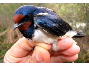Türkiye'deki kuş türlerinin yarısı Iğdır'da yaşıyor