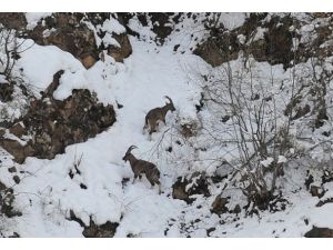 Kar en çok yaban hayatını etkiledi