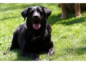 Cesur köpek sahibinin hayatını kurtardı