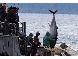 Balıkçının ağına 100'er kilogramlık üç orkinos takıldı