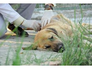 Bakanlıktan "veteriner hekim" açıklaması
