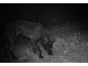 Türkiye'de ilk defa "Karakurt" görüntülendi