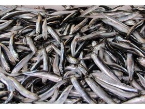 Hamsi fiyatı tavan yaptı