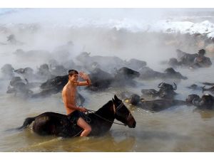 Manda ve atların kaplıca keyfi