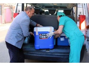 Türkiye dünyada böbrek naklinde 3. sırada