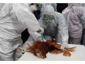 Çin'de kuş gribinden 2 kişi öldü