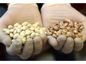 Kuru fasulyede gümrük vergisi sıfırlandı