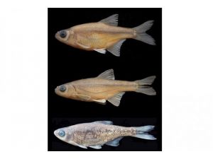 Üç yeni balık türü keşfedildi