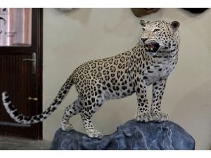 Diyarbakır'da öldürülen leopar dolduruldu