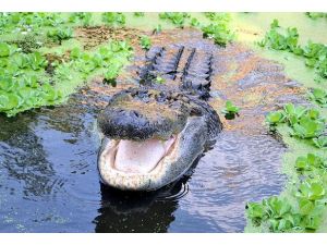 Avustralya'da timsah dehşeti