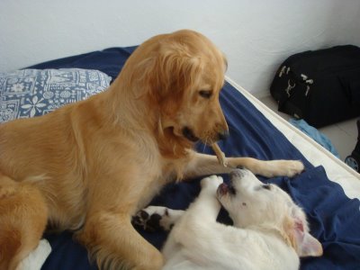 KAYNARDAN İNSANİ DUYARLILIK “ARES ÖZGÜR OLACAK”