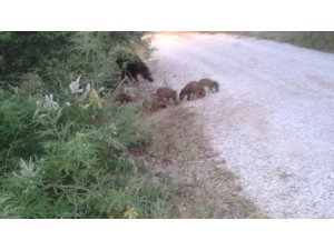 Ailecek yemeğe geliyorlar!