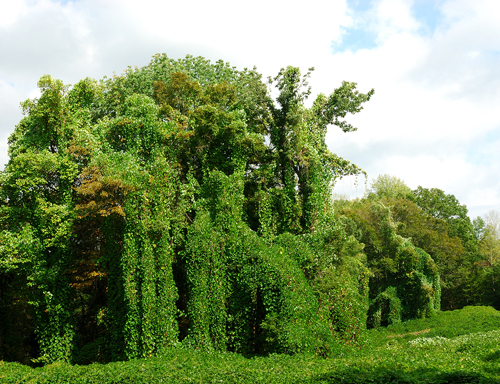 Kudzu Bitkisi ve Etkileri