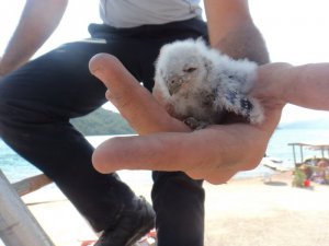 Minik baykuşu  itfaiye kurtardı