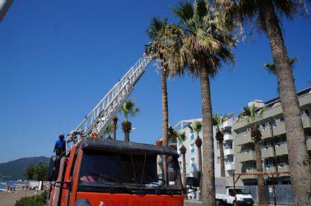 PALMİYELERE YAZ BAKIMI